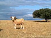 Toros en el campo. Oliva de Plasencia, Cceres